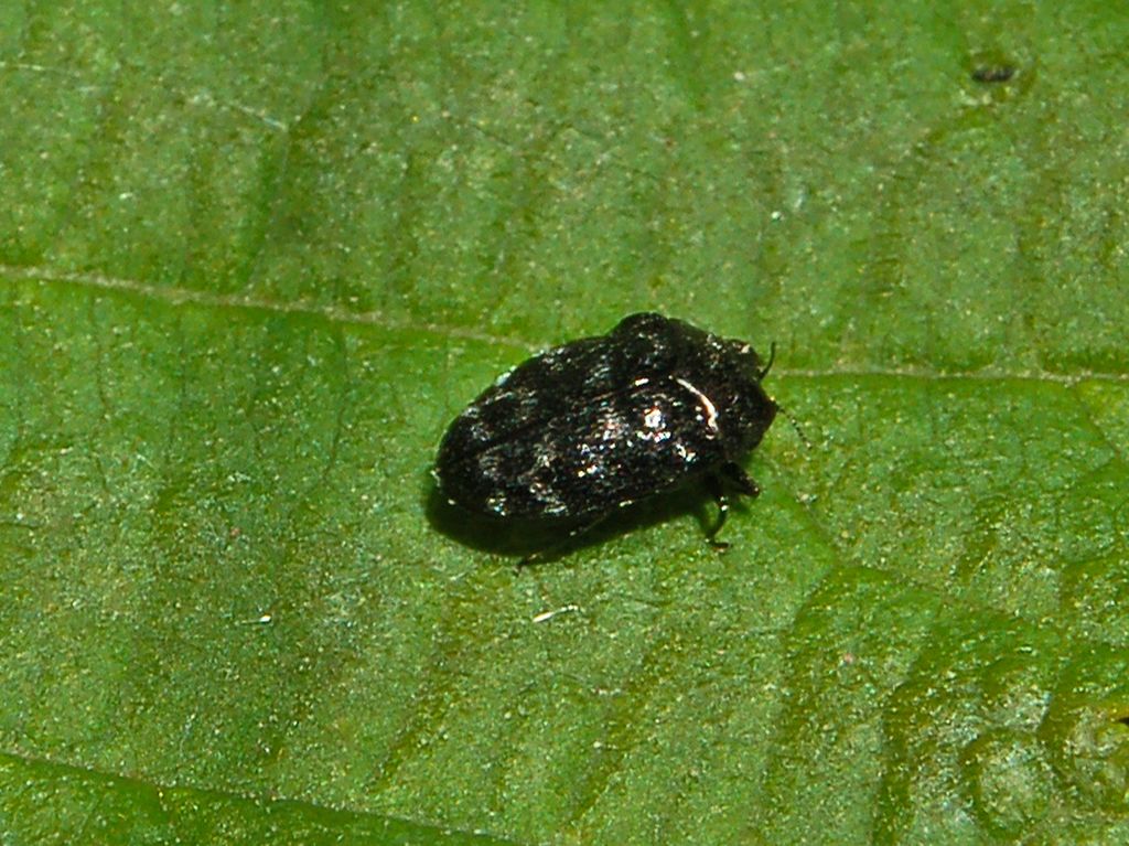 Un minuscolo coleottero da determinare: Trachys minutus